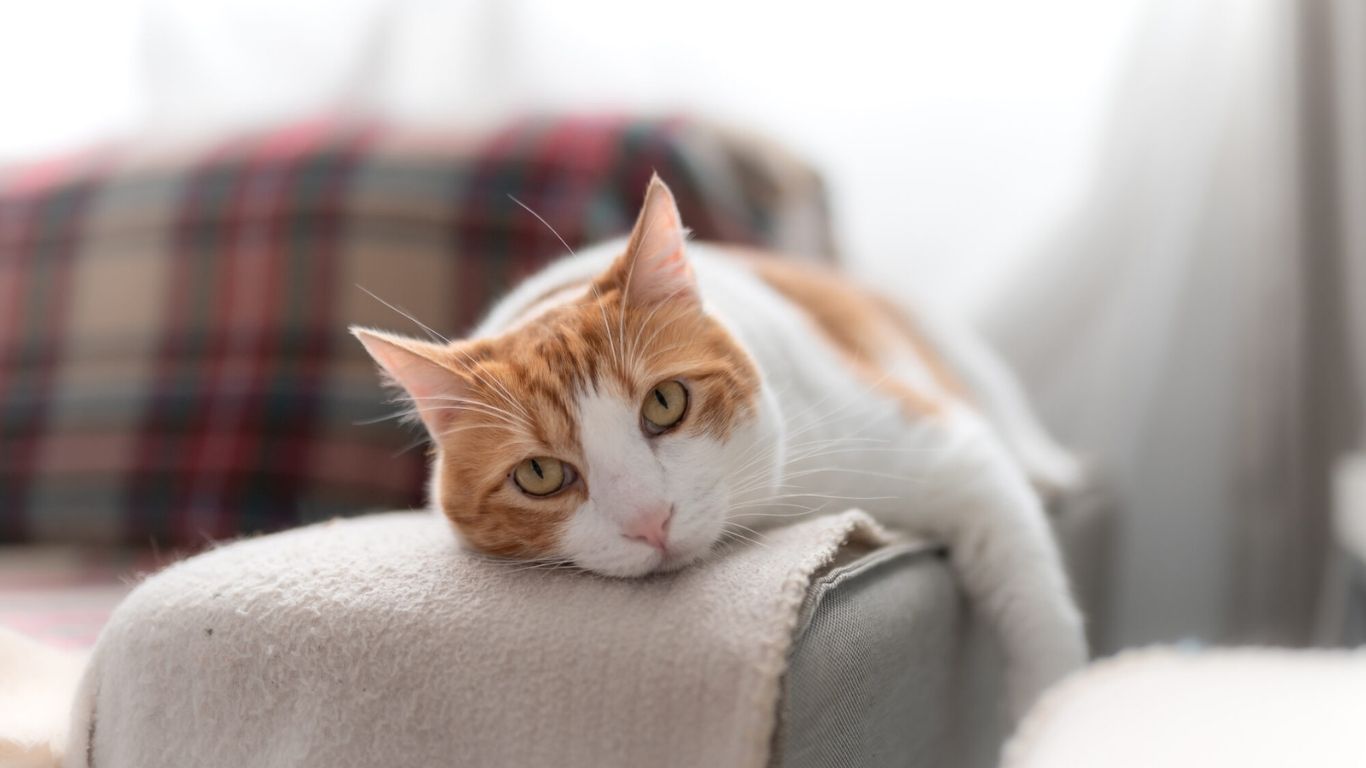 Día del Gato: por qué se celebra el 8 de agosto