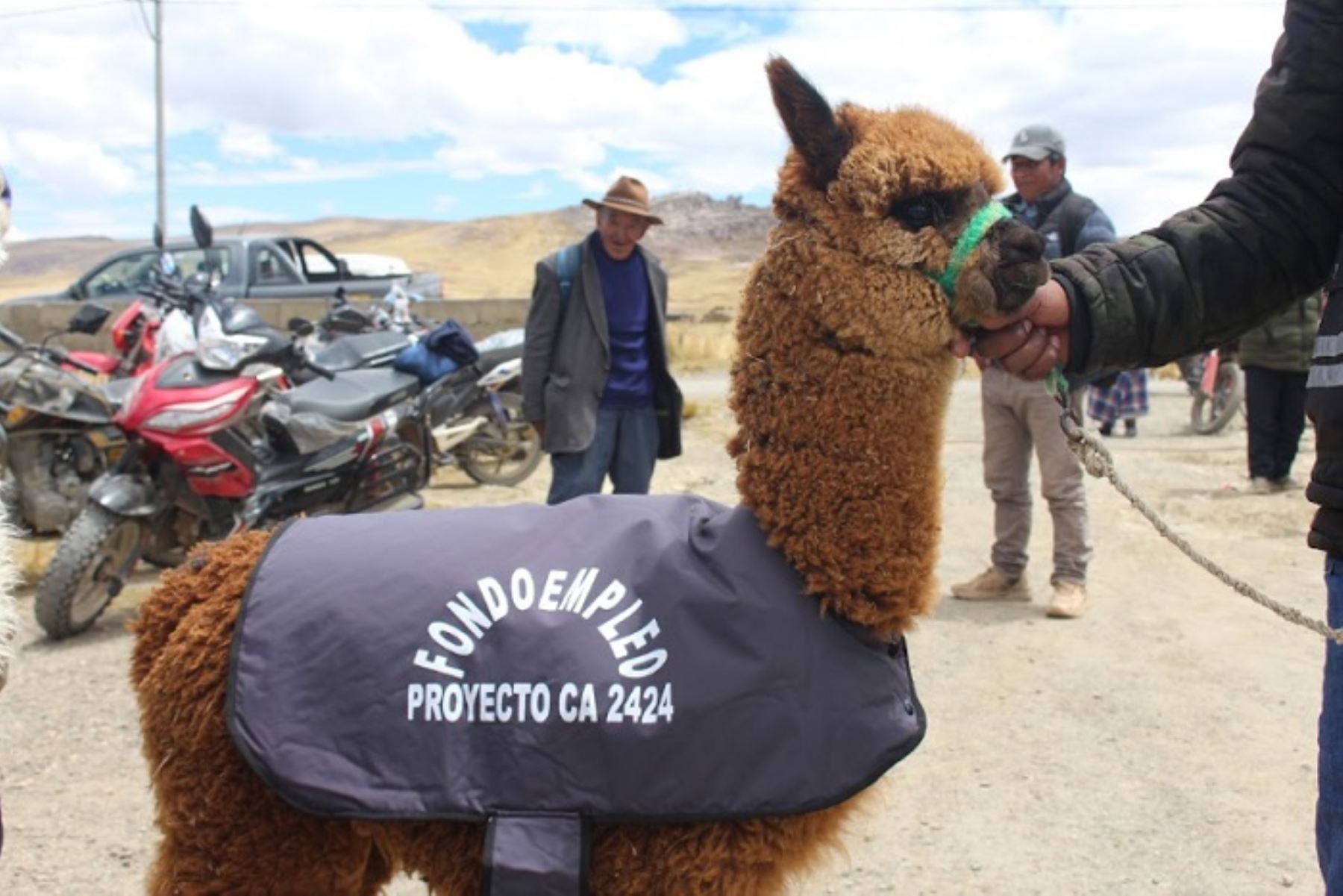 Frío extremo en Puno: Produce entrega mil chalecos térmicos para cuidar crías de alpaca
