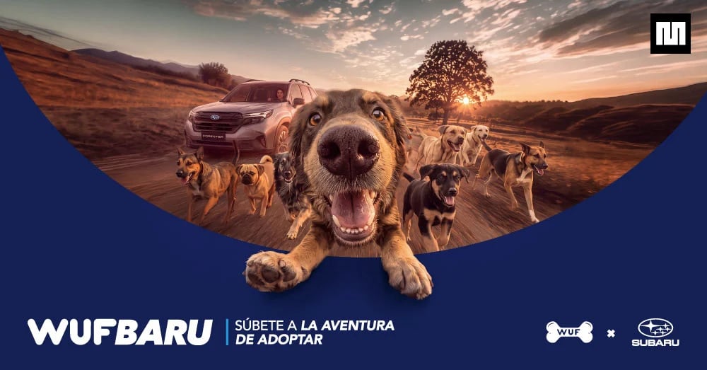 WUF: ¿BUSCAS ADOPTAR UN PERRO? “WUFBARU” TE ACERCA AL PRÓXIMO INTEGRANTE DE TU FAMILIA