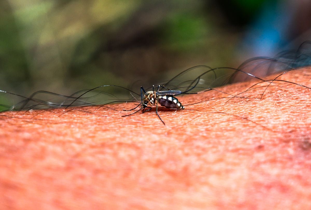 Dengue en Florida: las señales de alarma que requieren atención médica inmediata y cómo protegerte