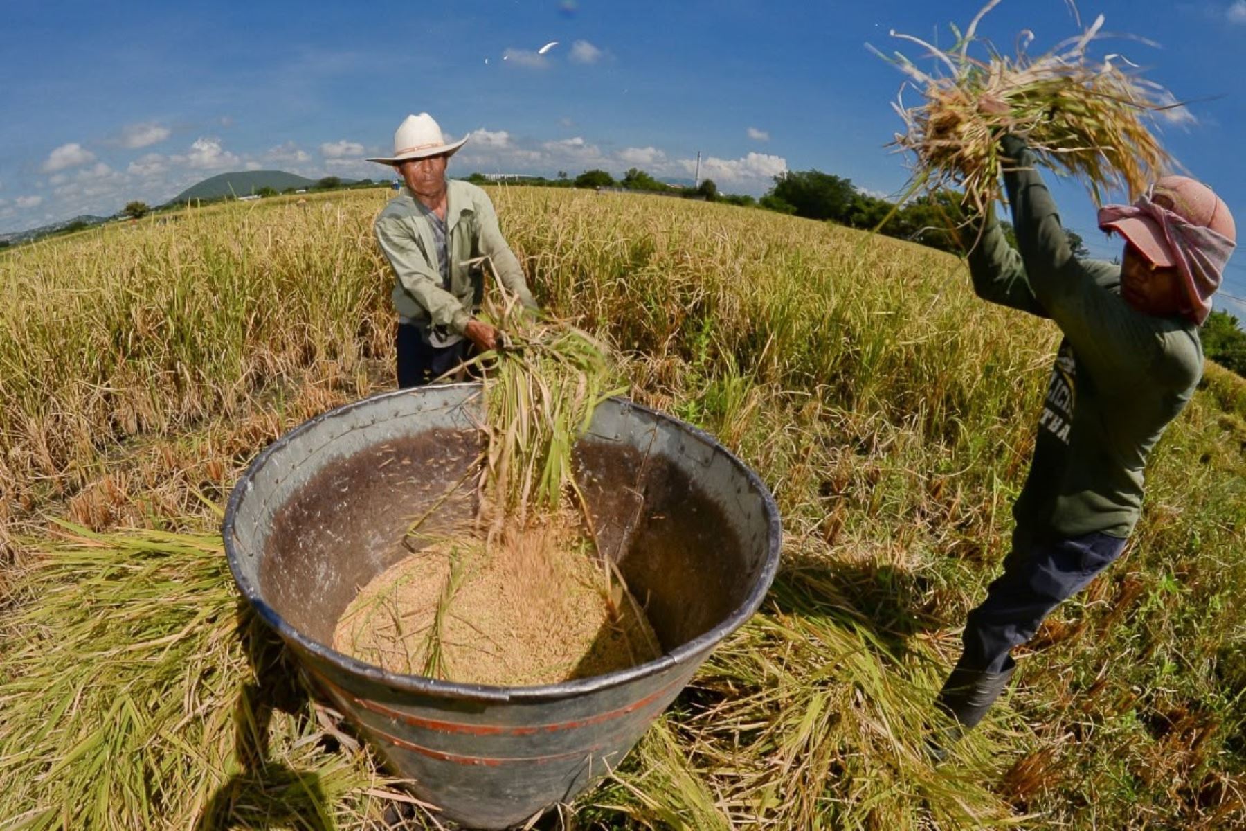 Midagri: producción de arroz alcanzó 3.7 millones de toneladas en el 2025