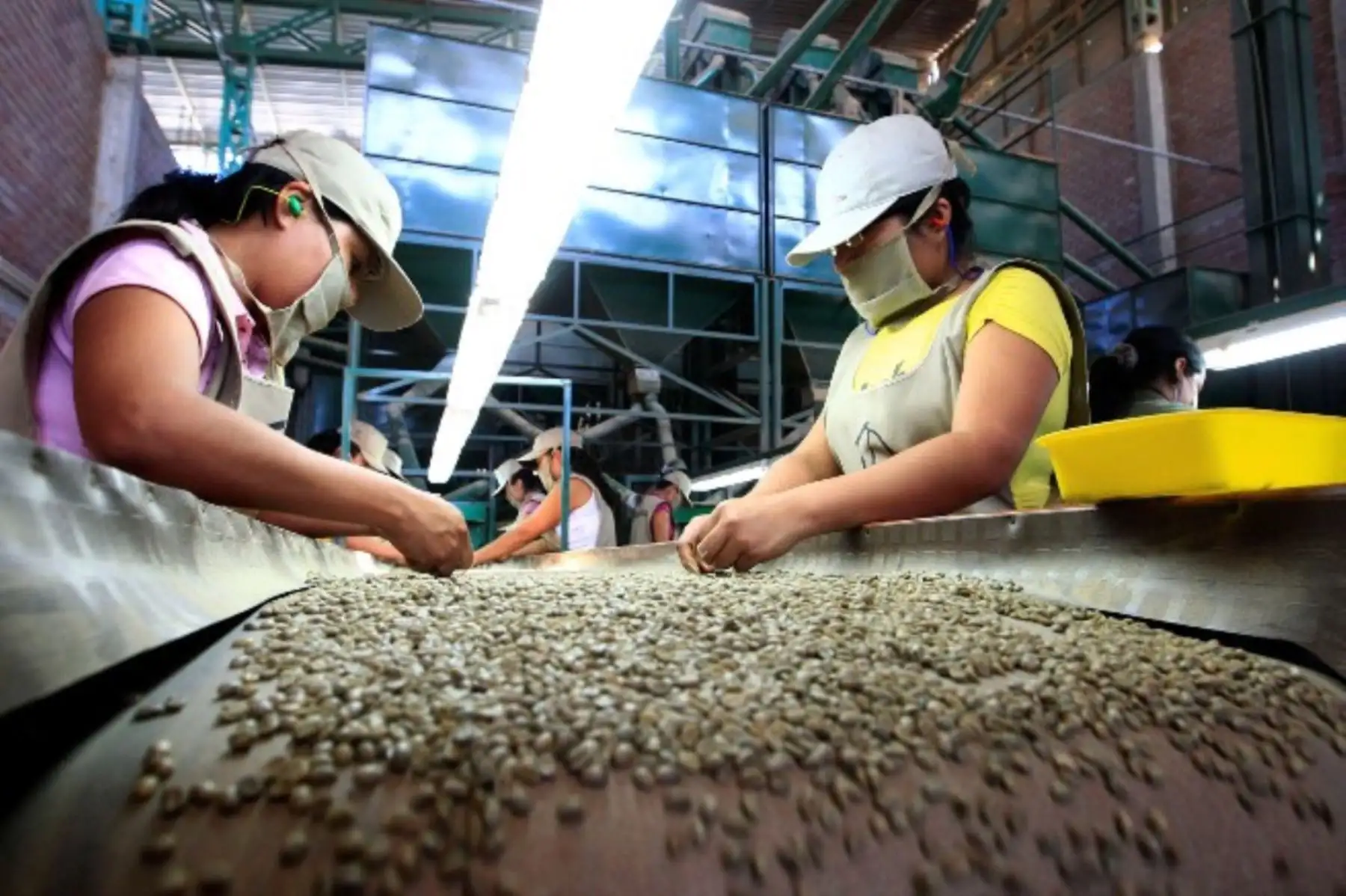 Grano de Oro 2026 proyecta exportación de café y cacao por US$ 17 millones