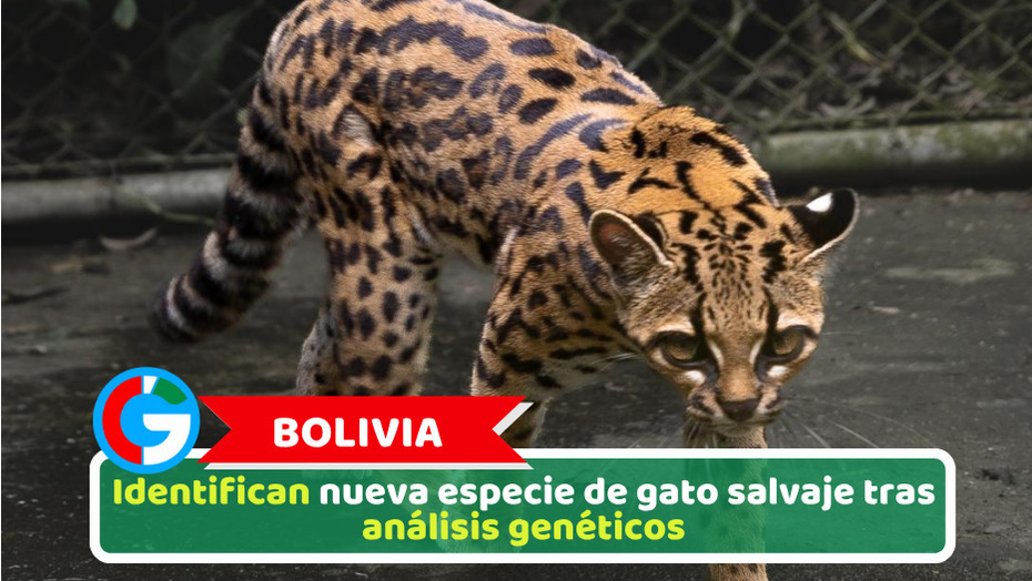 Bolivia: Identifican nueva especie de gato salvaje tras análisis genéticos