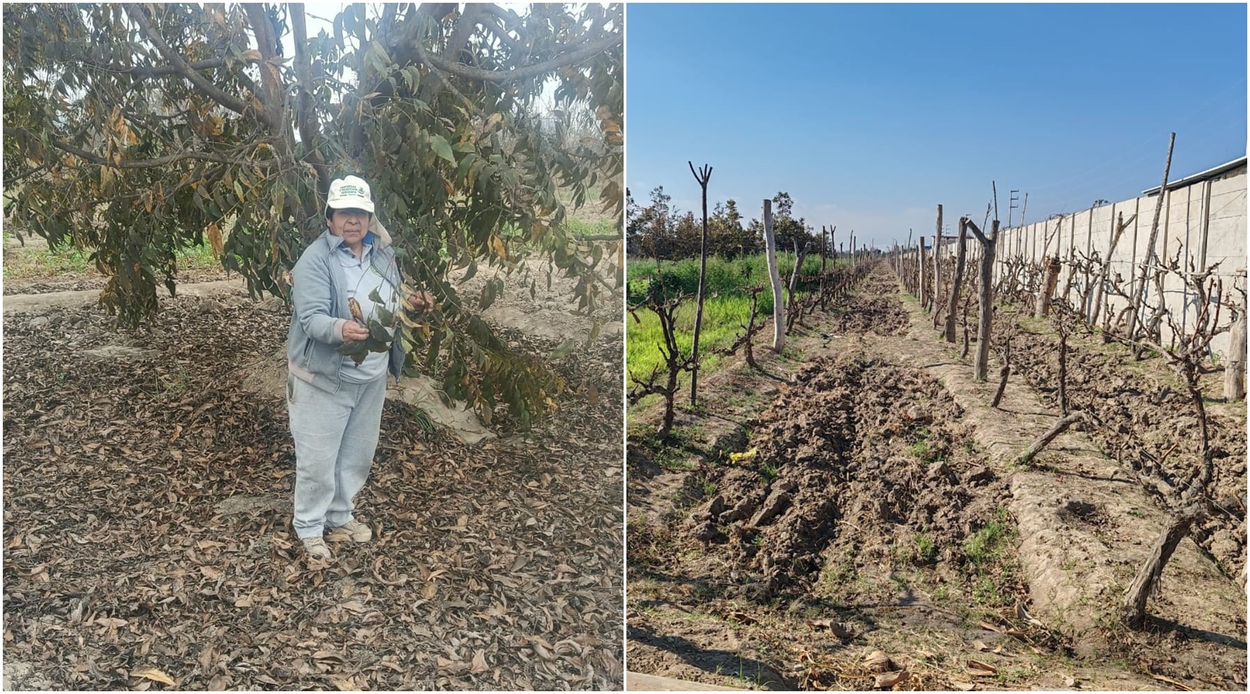 Ica: agricultores de Macacona enfrentan cambios en sus cultivos por variaciones climáticas