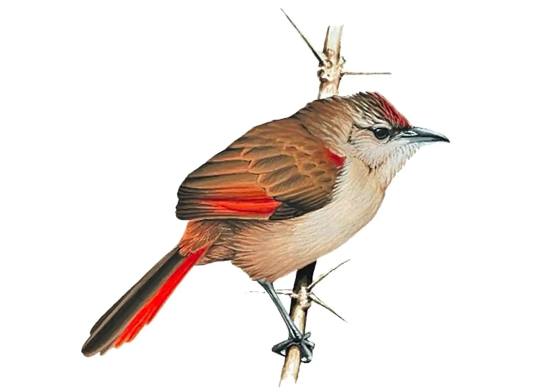 ¡Perú, paraíso de las aves! Identifican posible nueva especie en bosque andino de Ayacucho
