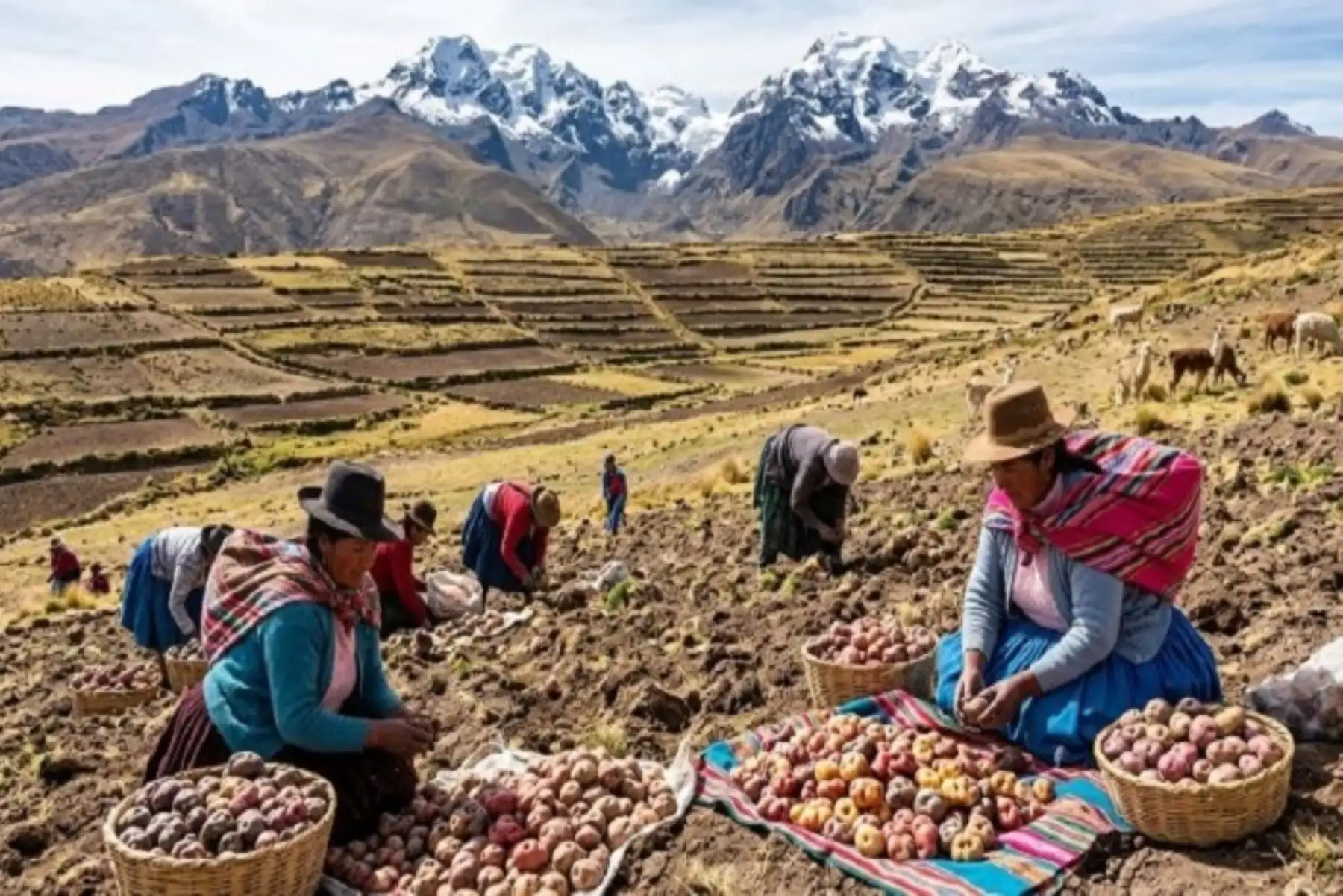 Senamhi presentó impacto del cambio climático en producción de papa del altiplano