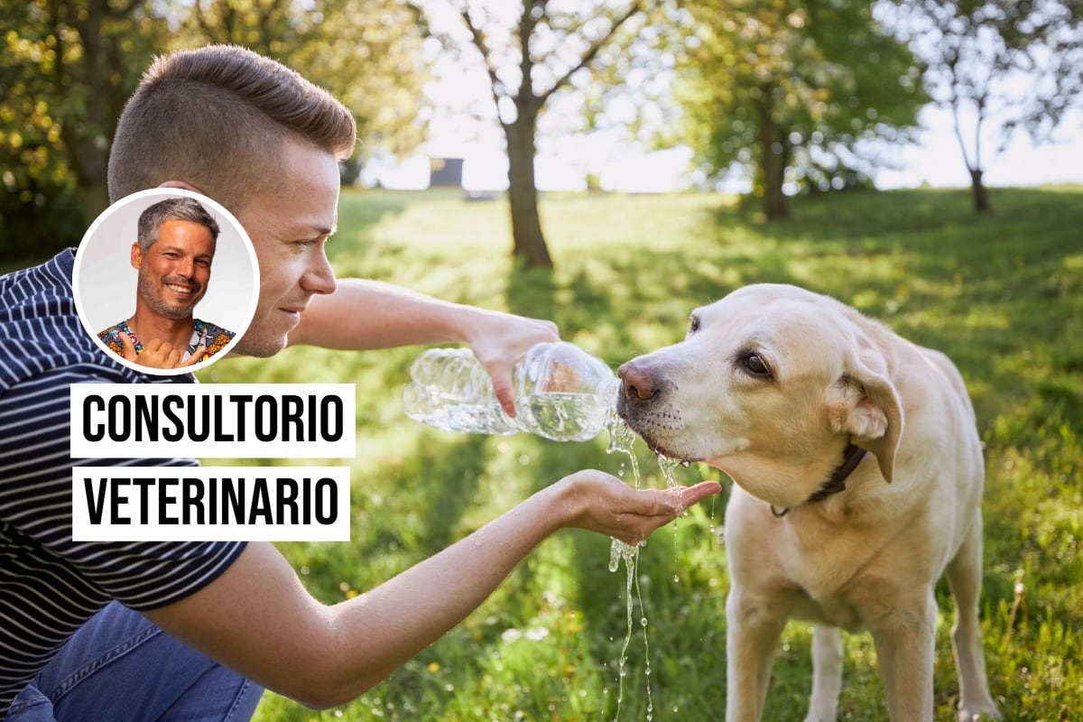 ¡El calor también puede poner en peligro a tu perro!