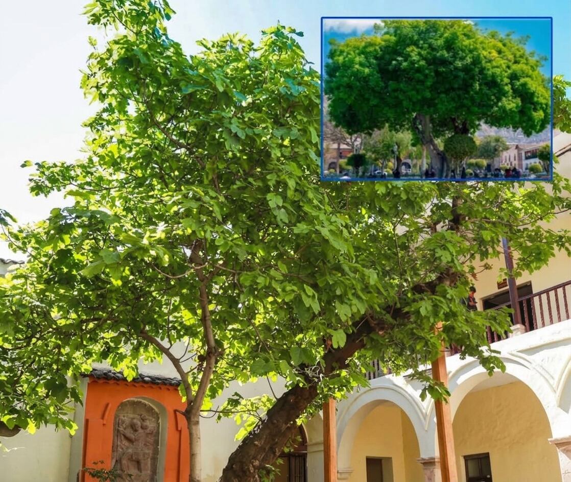 Huamanga reconoce a higuera de 380 años y ceibo centenario como árboles patrimoniales