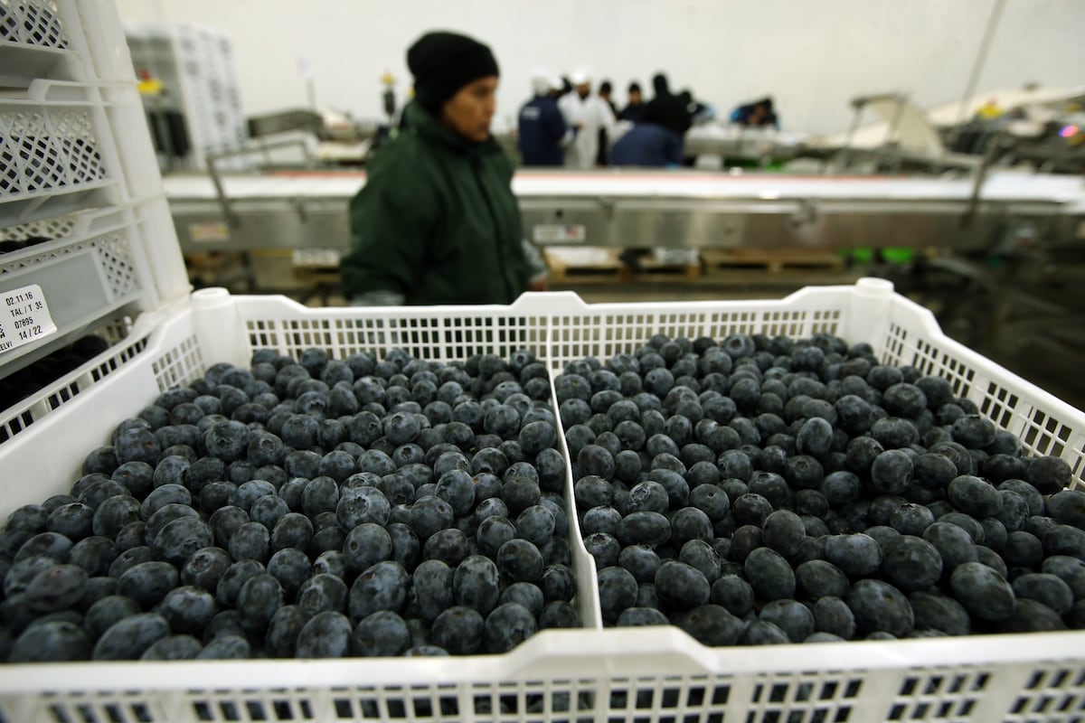 Cerro Prieto proyecta a la baja envíos de arándanos: el impacto del ‘Niño’ en los berries