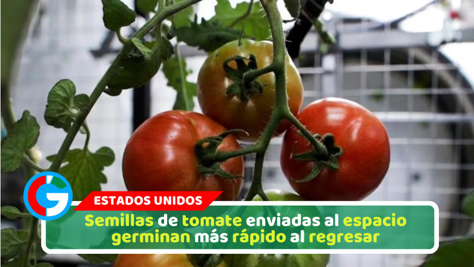 Semillas de tomate enviadas al espacio germinan más rápido al regresar