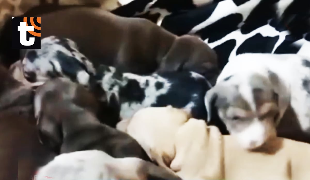 ¡Maltrato animal en SJM! Rescatan a 48 perros de criadero clandestino: tenían heridas, hongos y graves problemas de salud