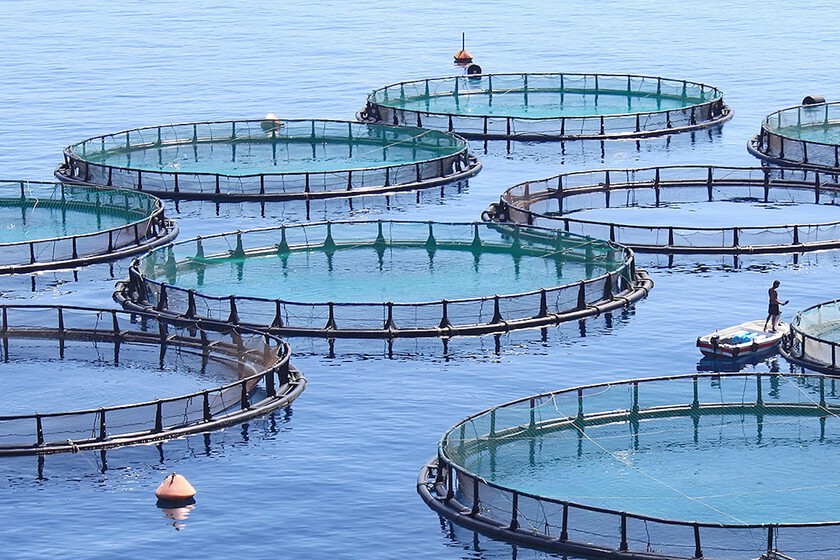 Inventamos las piscifactorías para salvar a los peces, pero ha terminado en algo delirante: unos Juegos del Hambre que terminan en Canarias