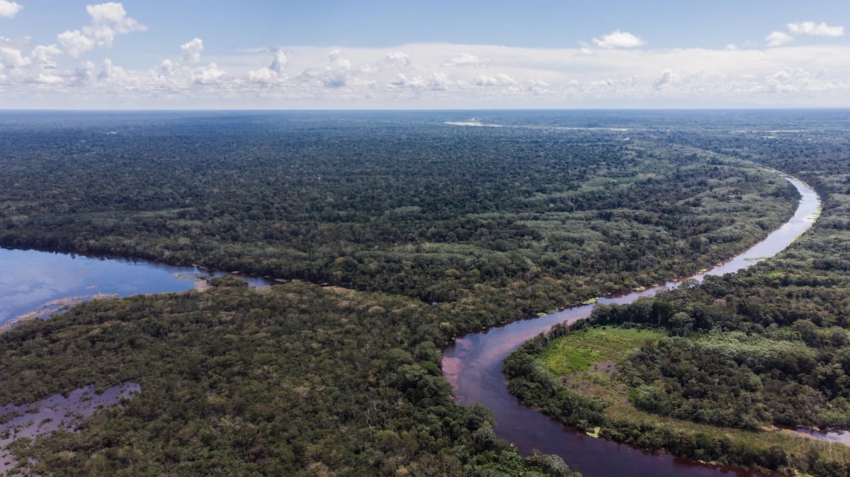 Congreso: fujimorismo busca abrir la Amazonía a la industria agraria, ¿qué cambiaría?