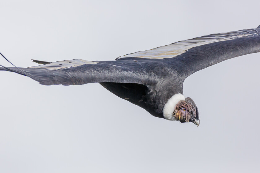 En 1987 los biólogos atraparon al último cóndor libre para evitar su extinción. Hoy sabemos que salvar no basta