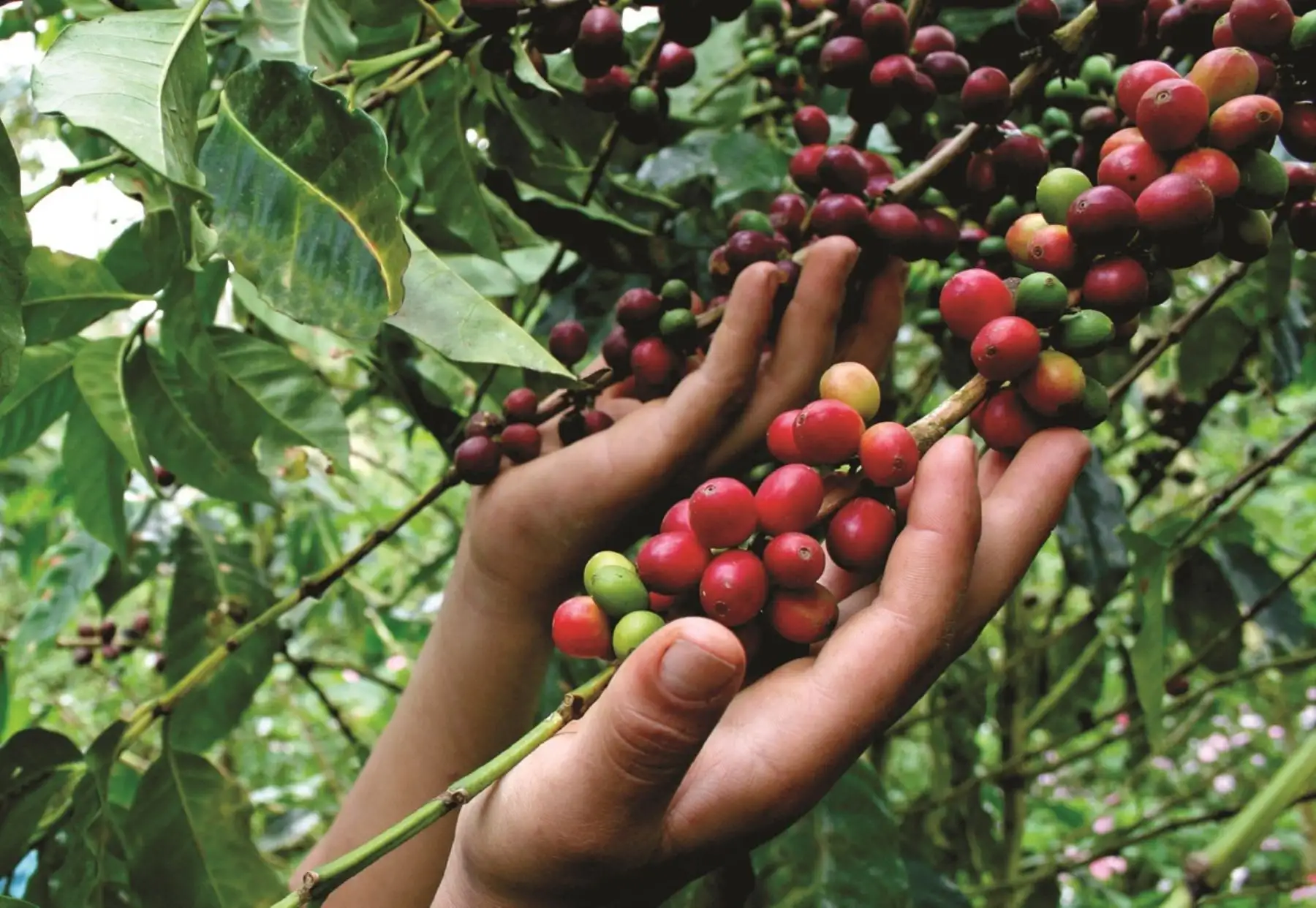 San Marcos impulsa tecnología para mejorar la calidad del café en la Selva Central