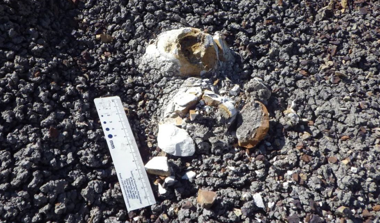 El asteroide acabó con los dinosaurios, pero algunas aves sobrevivieron: un fósil podría explicar cómo lo lograron