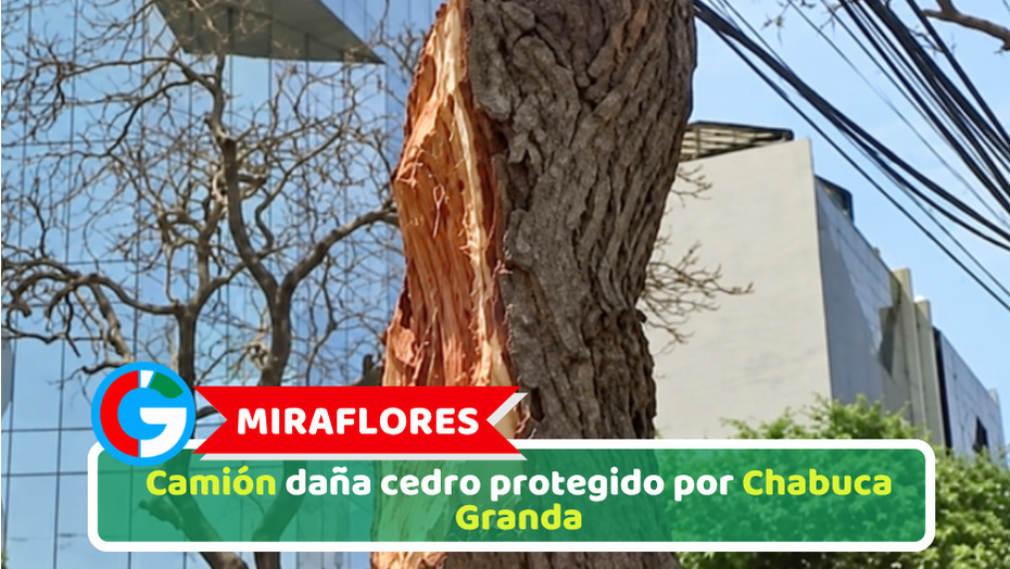 Miraflores: Camión daña cedro protegido por Chabuca Granda