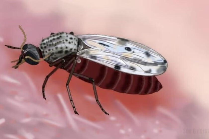 El "Culicoides", un insecto de apenas 2 mm que es el protagonista de propagar el virus Shamonda