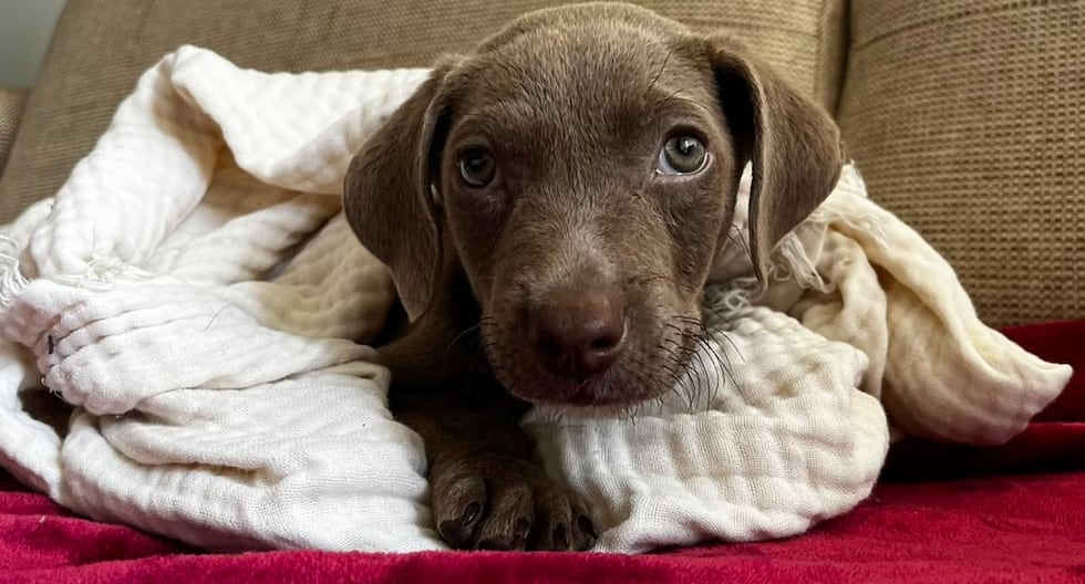 Gatitos y perritos buscan un hogar: estos lindos ejemplares quieren comenzar una nueva historia