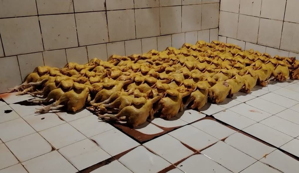 Intervienen camal clandestino que alteraba el color de pollos en Chiclayo