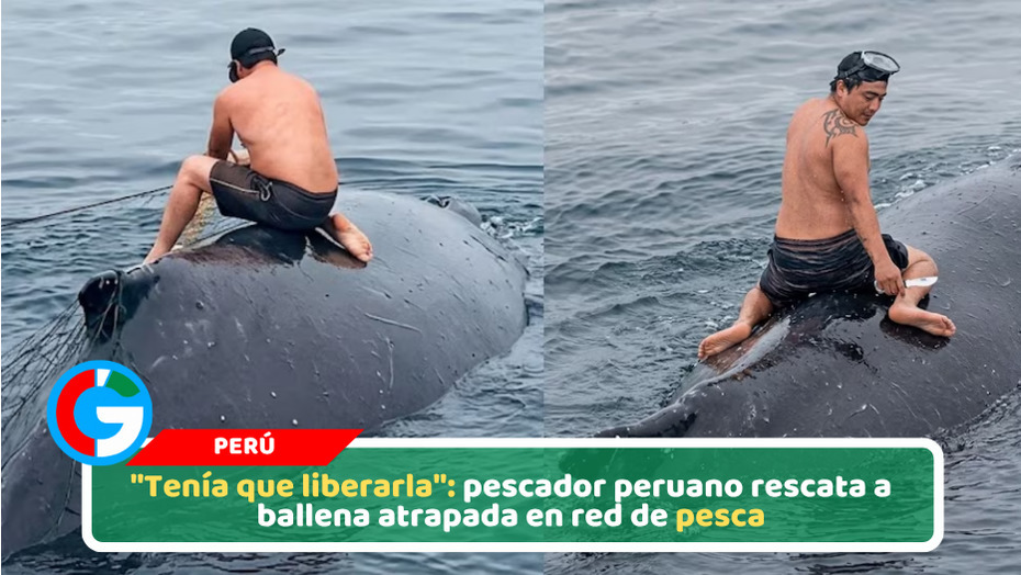 "Tenía que liberarla": pescador peruano rescata a ballena atrapada en red de pesca