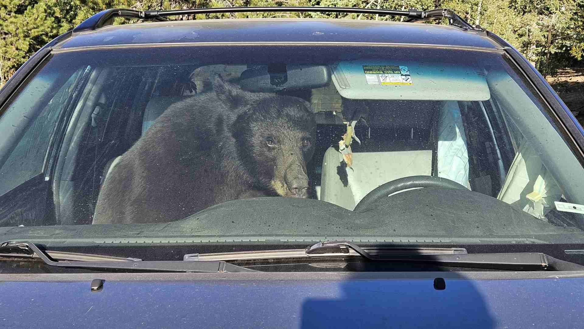 Oso negro queda atrapado en SUV en Colorado mientras buscaba comida
