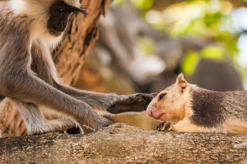 Querer a un animal de otra especie no es solo cosa de humanos: la ciencia lo acaba de demostrar en primates
