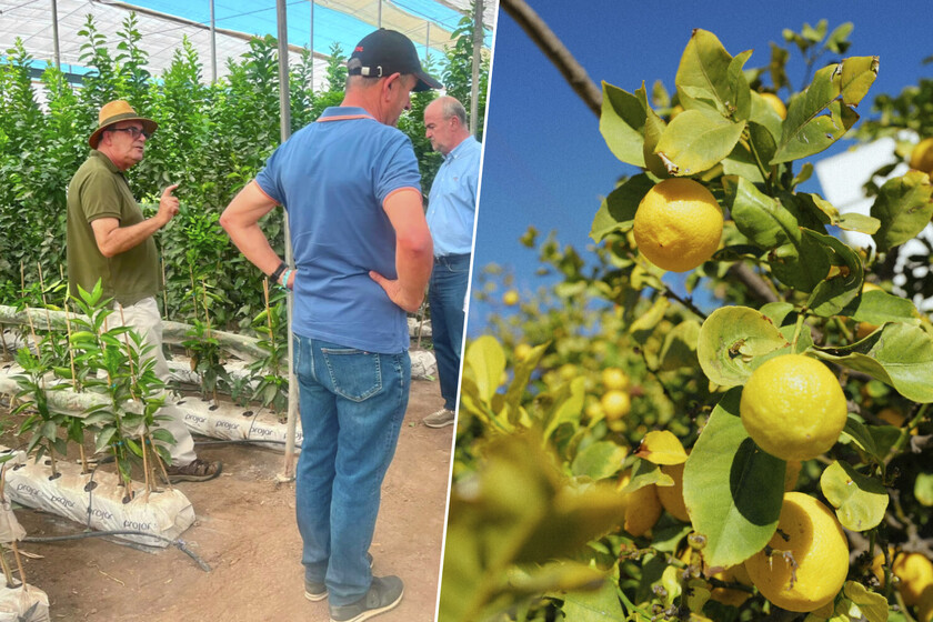 Miles de árboles limoneros en España viven una crisis histórica: el virus que ha puesto en jaque a toda la industria