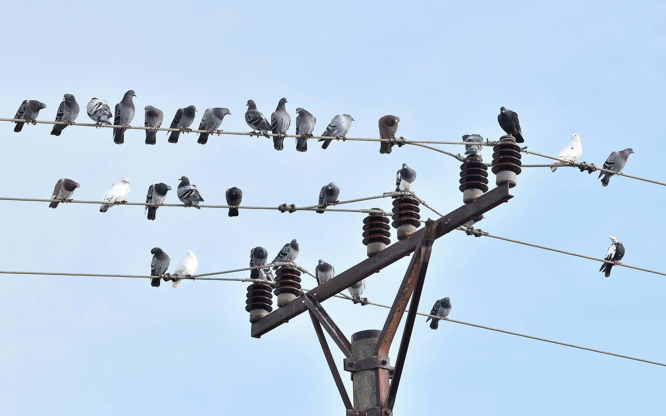 ¿Por qué los pájaros no se electrocutan en los cables de alta tensión? La clave está en un principio de la física