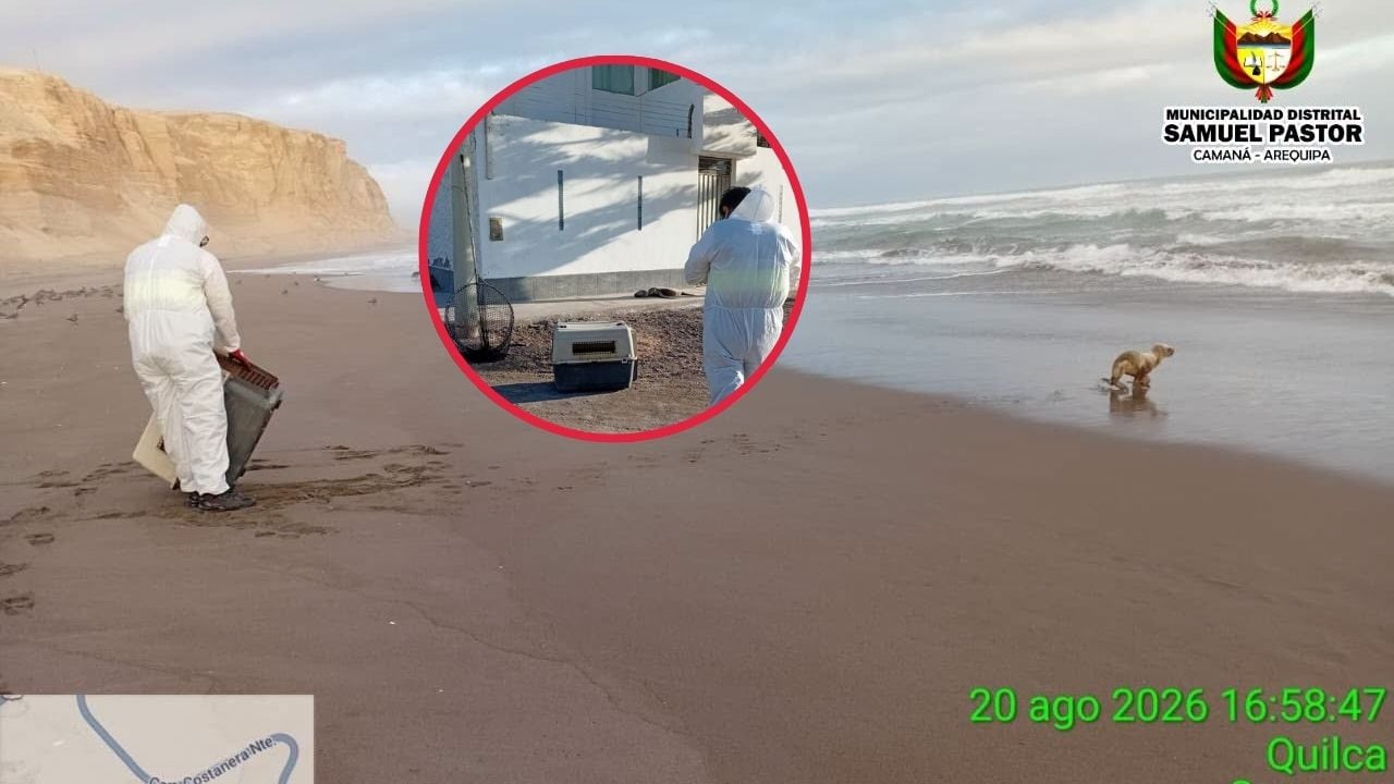 Lobo marino aparece en vereda de vivienda en Camaná