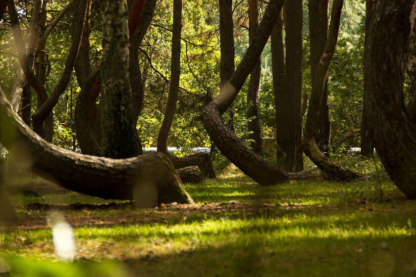 En 1930, alguien plantó un bosque en Alemania. Un siglo después, sus árboles guardan un secreto que sobrevivió a Hitler: una coreografía insólita al salir del suelo