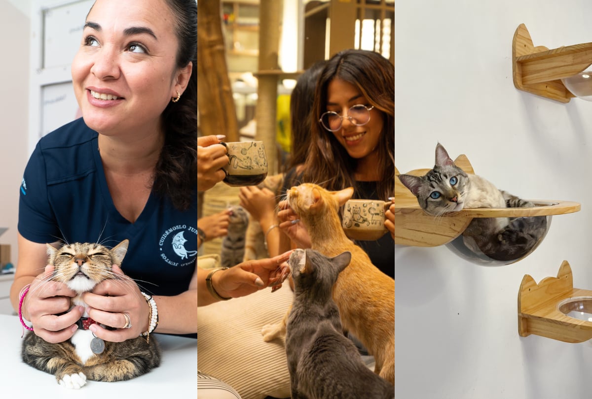 Día del Gato: seis propuestas en Lima para disfrutar, cuidar y celebrar a los gatos