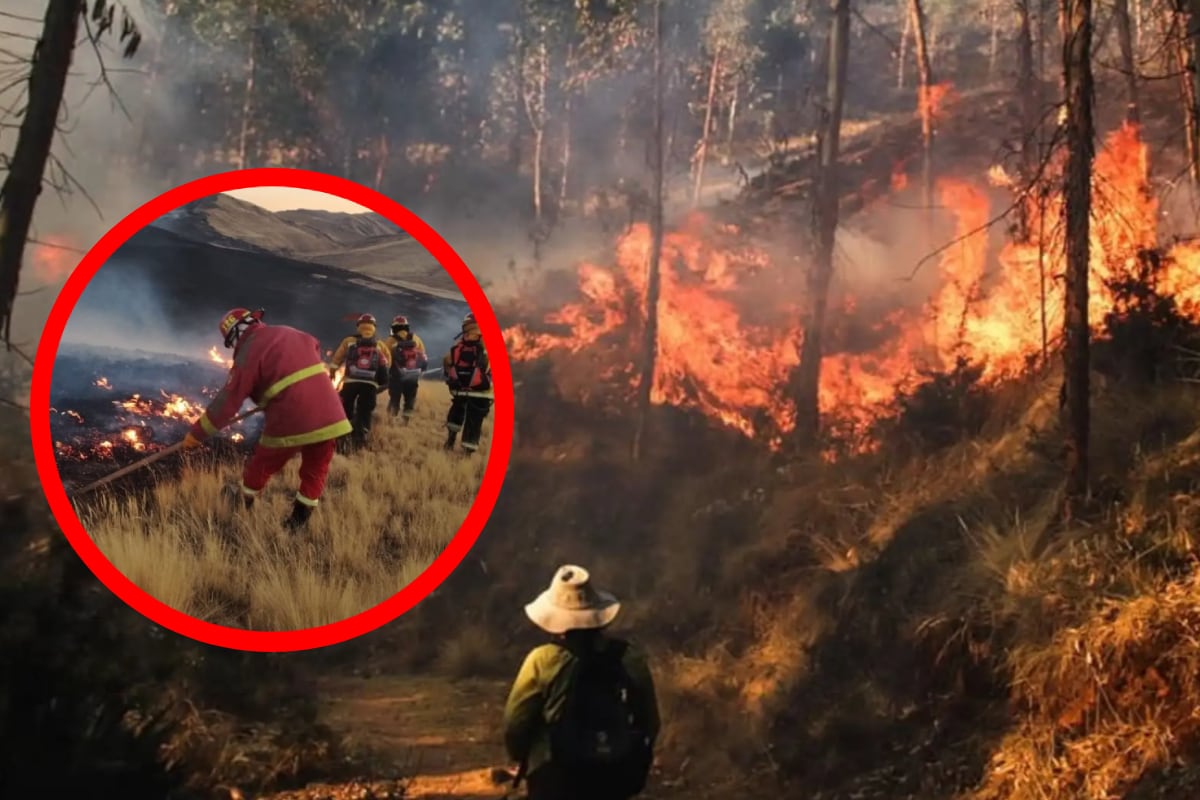 Incendio forestal en Cusco: 278 reportes de fuego en la región, 8 mil hectáreas afectadas y bomberos que no se dan abasto