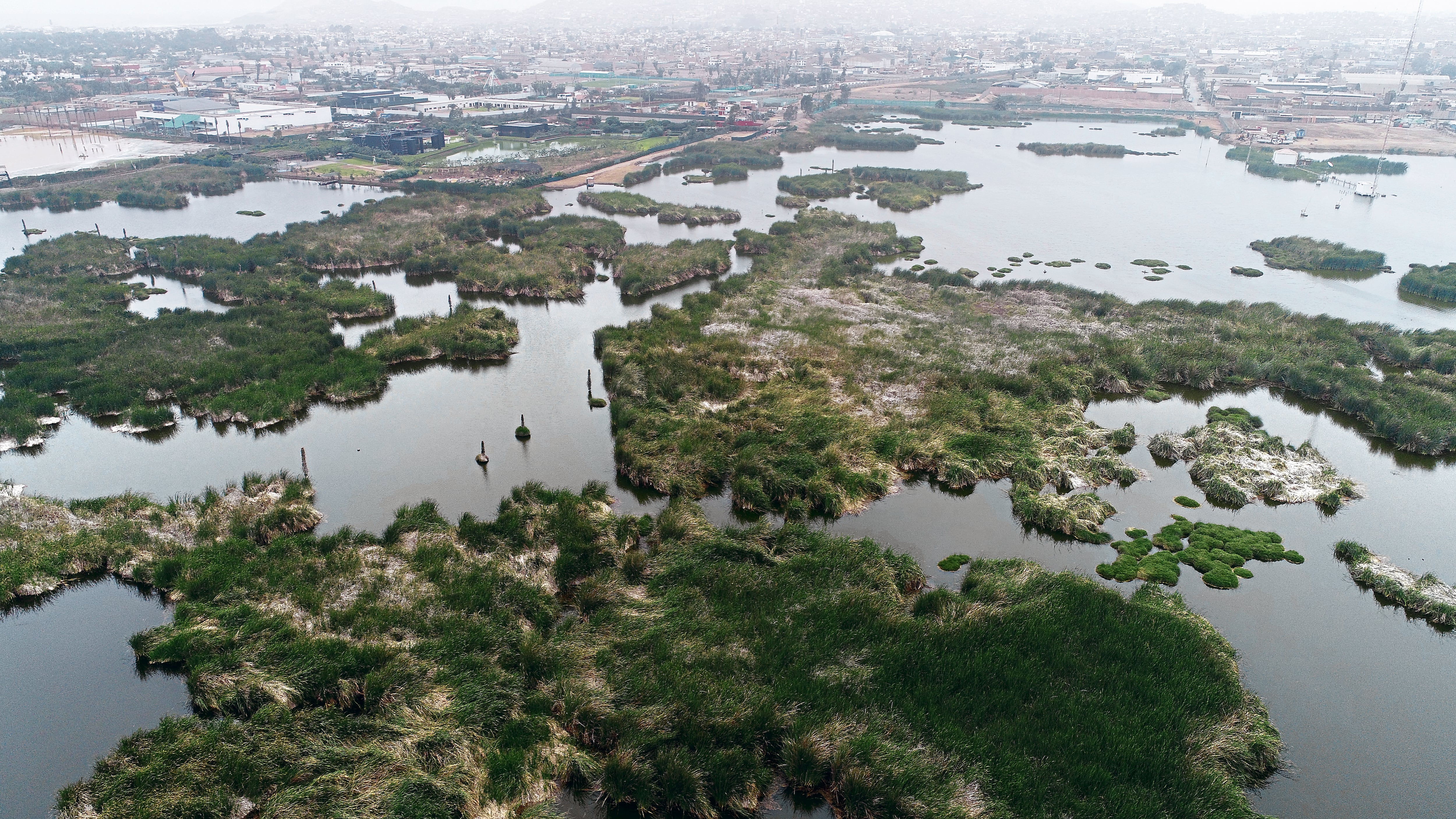 El Niño amenaza ecosistema de los Pantanos de Villa: advierten reducción de los espejos de agua