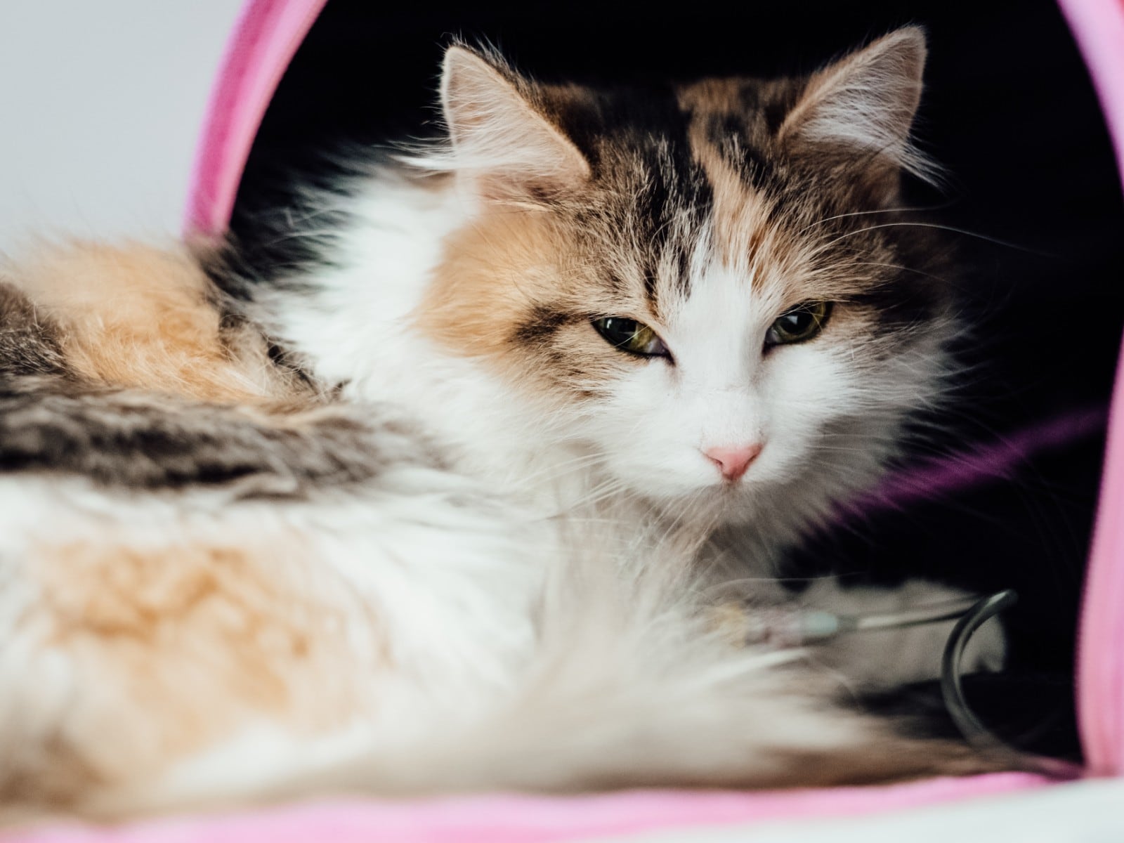 Expertos en salud de gatos y animales coinciden: “Si tu mascota ronca cada vez más fuerte, podría tener pólipos o mucosidad en la nariz”
