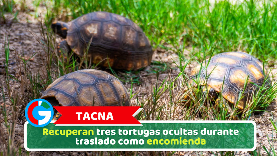 Tacna: Recuperan tres tortugas ocultas durante traslado como encomienda