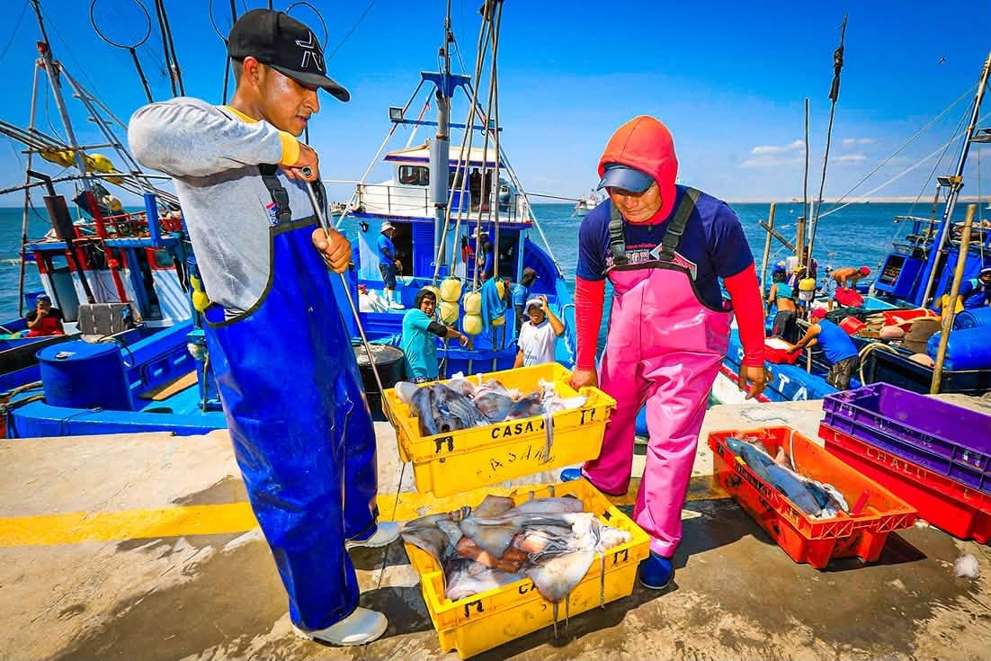 Fenómeno El Niño: explorarán la pota para conocer cómo se distribuye en el mar