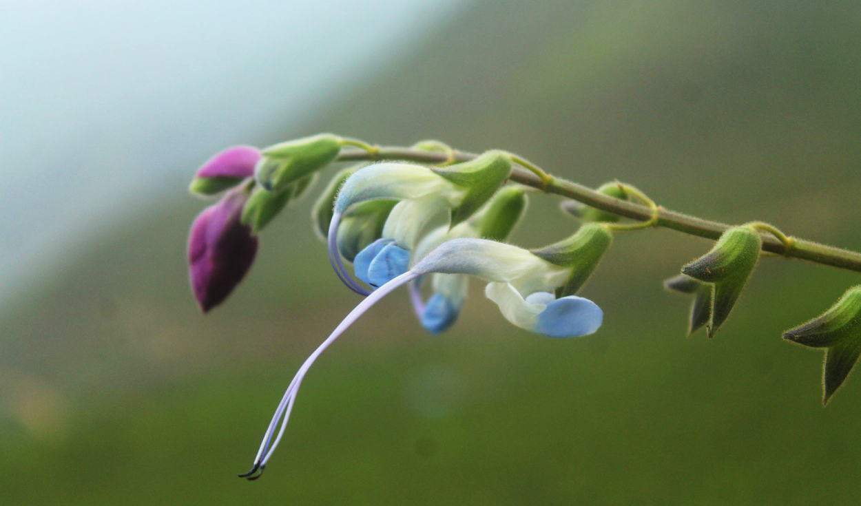 Científicos descubren una nueva especie de flor albiceleste en los andes peruanos y la nombraron en honor a Lionel Messi
