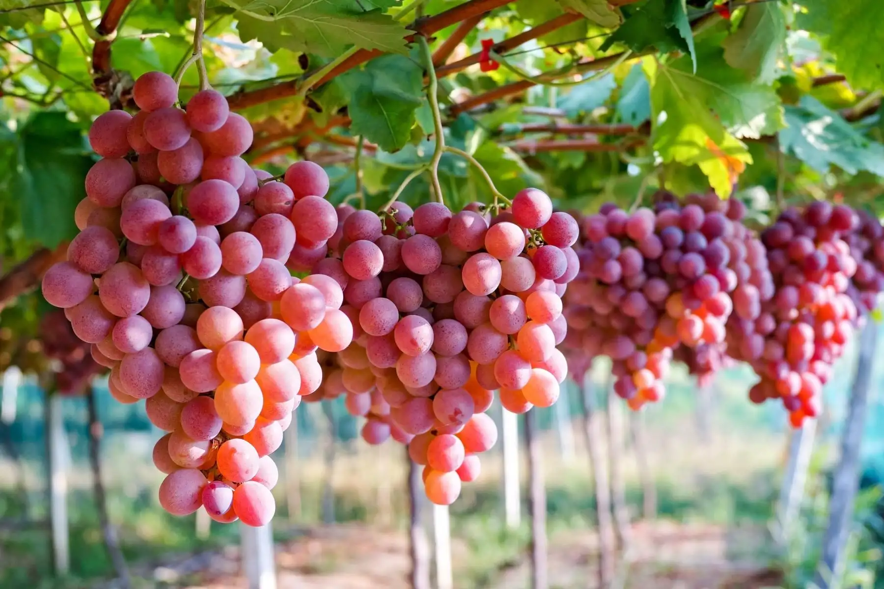 Exportaciones de frutas y hortalizas peruanas dominan mercados externos y crecen 14.9%