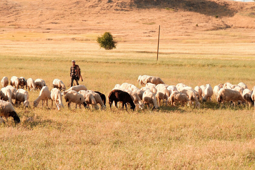 Ante la ola de calor, pastores de La Rioja han decidido salir con las ovejas a las cinco y volver "hasta que ya no puedan"