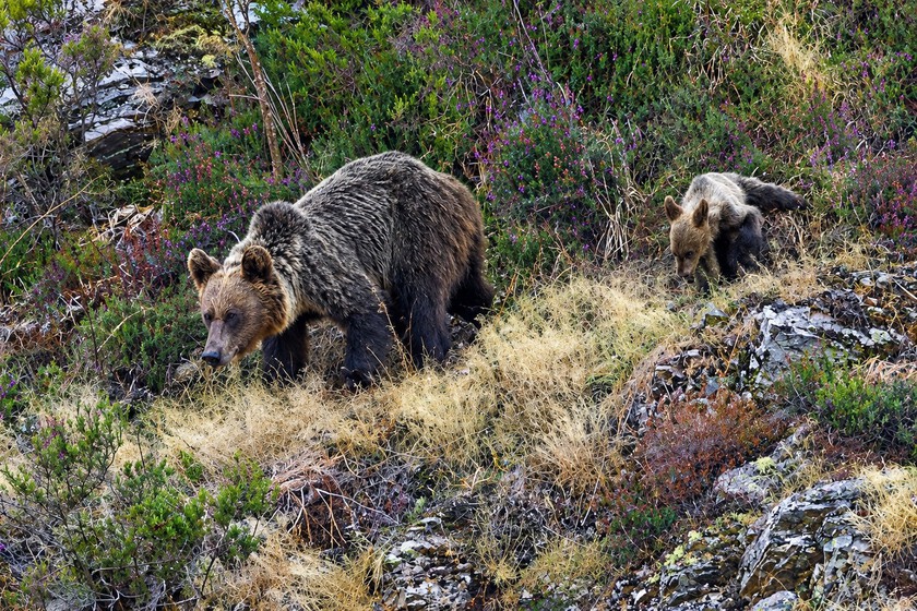Mientras discutimos qué especie introducir, el oso pardo sigue expandiéndose por el noroeste de la península Ibérica