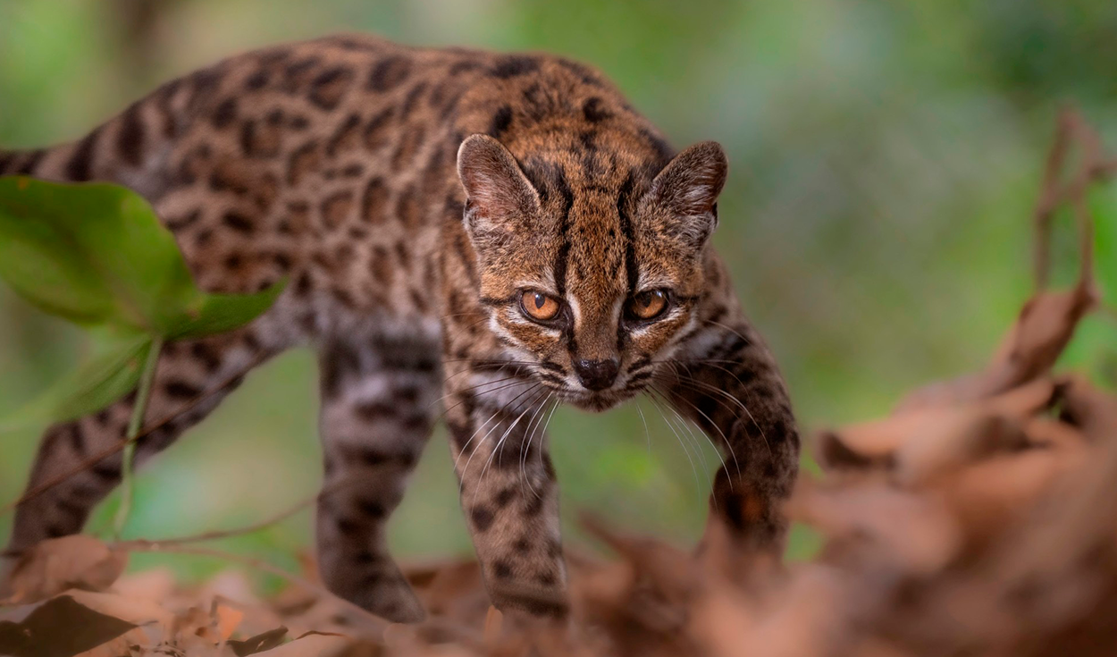 Nueva especie para la ciencia en Bolivia: identifican a un raro felino al que confundían con un tigrillo