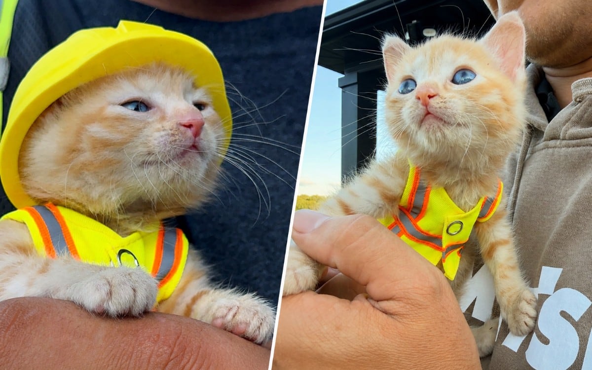 Rescatan a una gatita atrapada dentro de una excavadora en Ohio y termina convirtiéndose en la nueva integrante del equipo