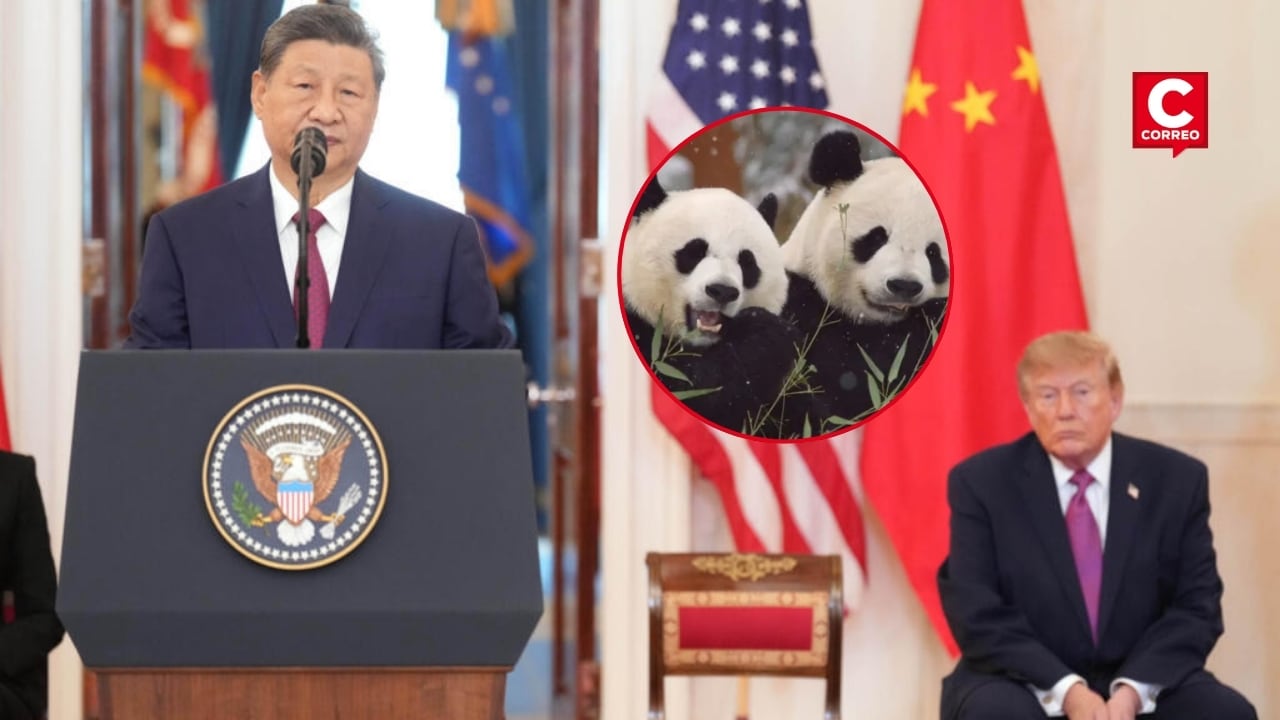 Xi Jinping anuncia llegada de dos pandas a zoológico de Atlanta en medio de acercamiento con EE. UU.