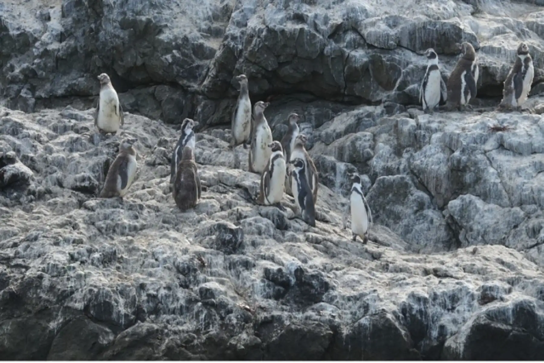 Serfor aprueba criterios para avistamientos responsables de la fauna silvestre marina