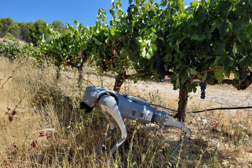 Un perro-robot guiado por IA ya está patrullando los viñedos de Extremadura