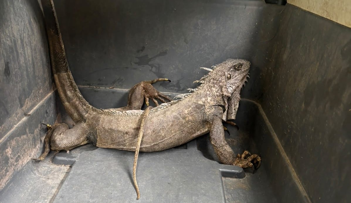 Chanchamayo: Serfor rescata y libera iguana verde hallada dentro de una vivienda (video)