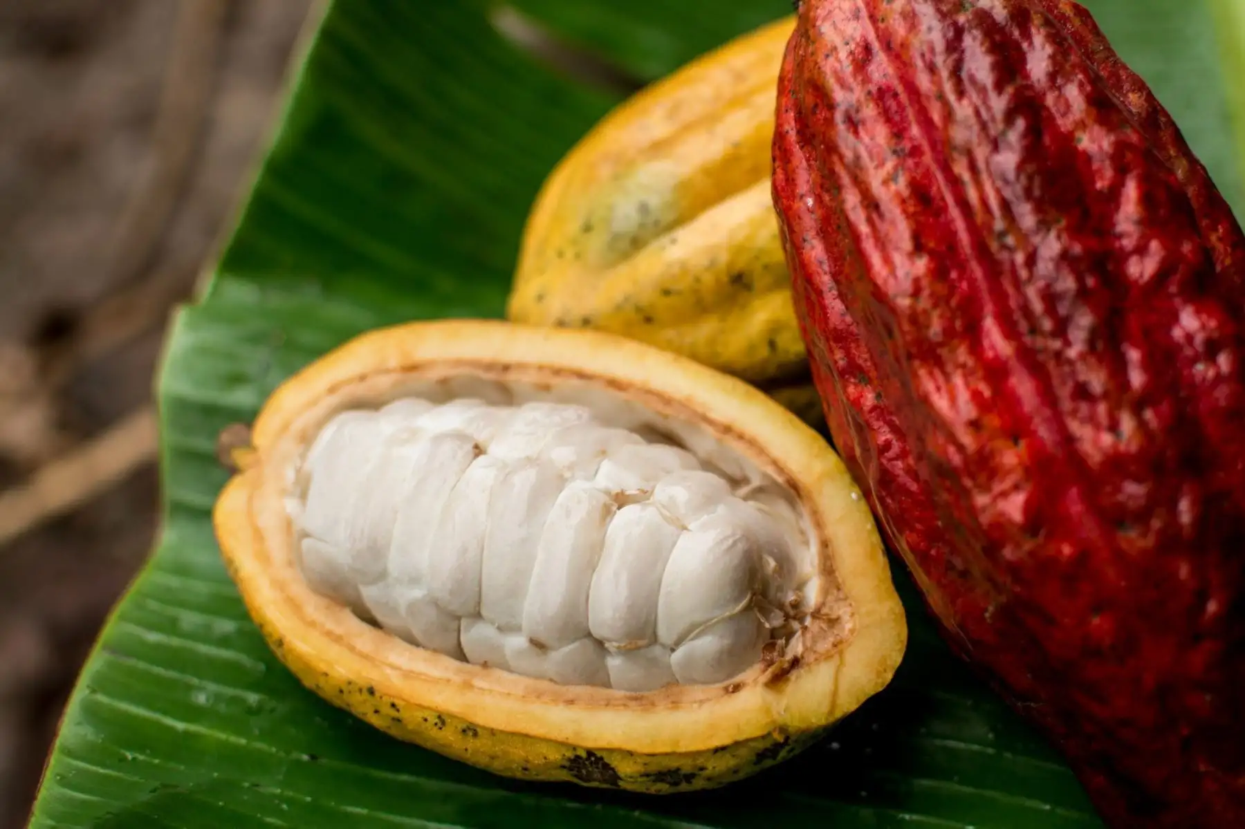 Claves del cacao peruano: su origen amazónico, diversidad genética y emblema de identidad