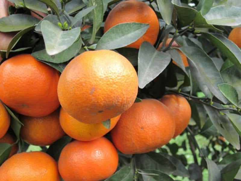 Entre EE.UU. y El Niño: Agrifruits redibuja el mapa de la mandarina peruana