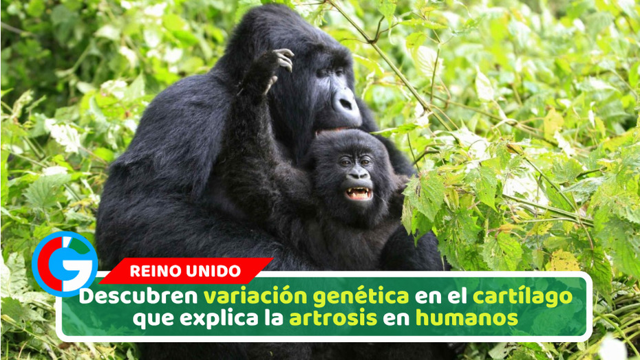 Descubren variación genética en el cartílago que explica la artrosis en humanos